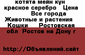 котята мейн кун, красное серебро › Цена ­ 30 - Все города Животные и растения » Кошки   . Ростовская обл.,Ростов-на-Дону г.